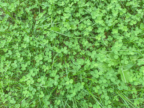 Klee und  Gras von oben als Hintergrund mit Textfreiraum