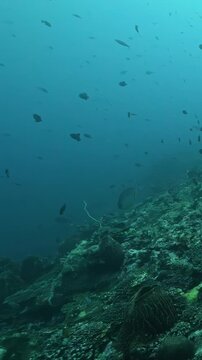 Active Reef Fish Swimming Above Coral Habitat in Bright Light. Reef fish move above coral formations while blue water and layered reef textures remain visible. Bright natural light remains visible.