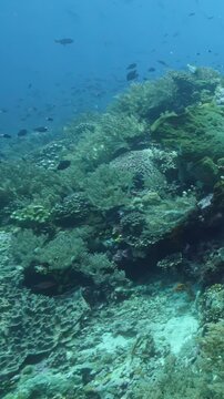 Sunlight Over Rocky Coral Habitat and Schooling Reef Fish Underwater. Schools of small fish sweep above rocky coral structures while blue water and reef detail remain visible.