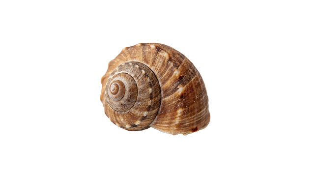 Single beautiful brown sea shell snail marine aquatic wildlife creature isolated on transparent background