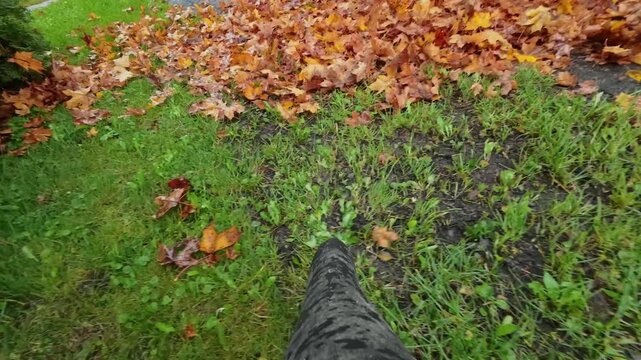 POV shot of leaf blower nozzle clearing orange maple leaves on wet grass in autumn