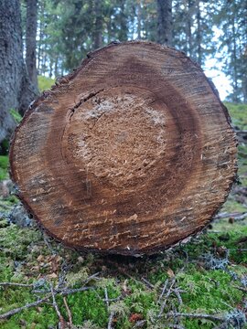 section de tronc fra&icirc;chement coup&eacute; dans une for&ecirc;t de conif&egrave;res. Le bois pr&eacute;sente des cernes de croissance bien visibles