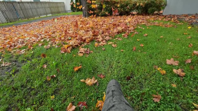 POV shot of leaf blower nozzle clearing orange maple leaves on wet grass in autumn