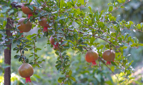 Organic pomegranates ripening on a tree in an orchard.