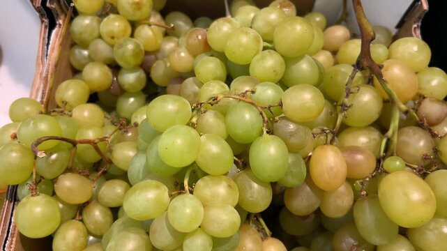 Tracking shot on fresh white table grapes varieties like Italia or Muscat with vibrant green and amber tones in cardboard crate