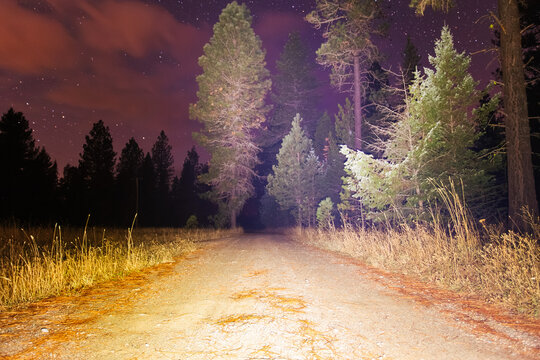 Headlights on a Dark Forest Road at Night