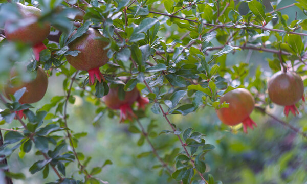 Pomegranates ripening on a tree branch with green leaves.