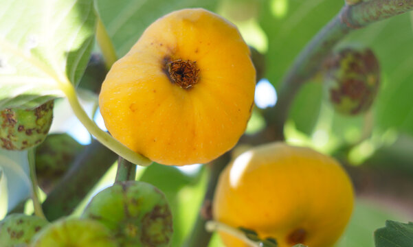 Ripe yellow figs growing on a tree branch.