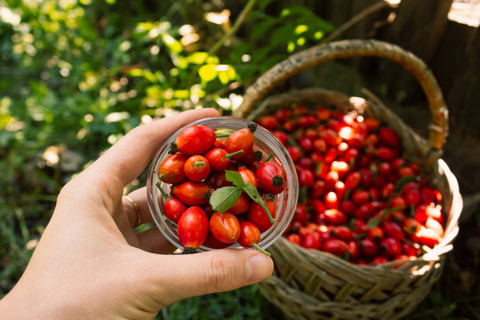 Woman hand holding glass bowl with fresh rose hips close up. Red briar berries harvest in wicker basket on background. Autumn agricultural crop organic food.