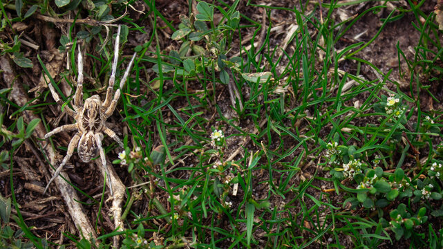 Wolf spider on ground near tiny white wildflowers, macro of large tarantula Lycosa singoriensis camouflage in green grass, rustic natural background with copy space