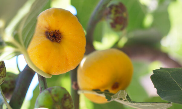 Ripe yellow figs growing on a tree branch.