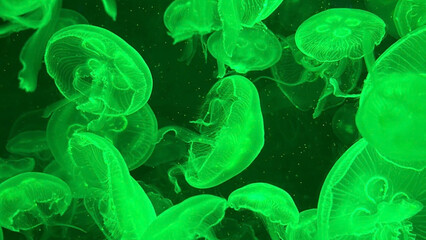 jellyfish in the aquarium © Phakhanan