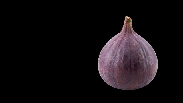 Fresh ripe whole purple fig flying isolated on black background   