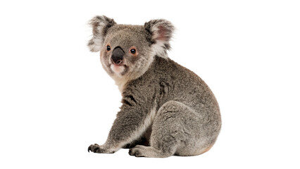 Cute wild fluffy grey koala bear sitting marsupial animal isolated on transparent background © Lewis