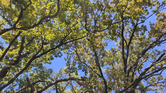Lush oak crown against blue sky, biodiversity conservation and wildlife food source. Sprawling oak tree canopy supports ecological balance, providing lush oak crown against blue sky for fauna.