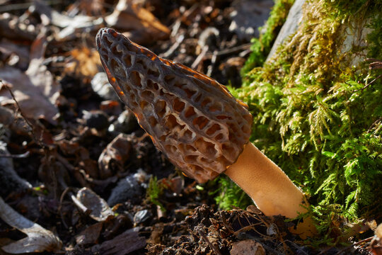 Morchella conica