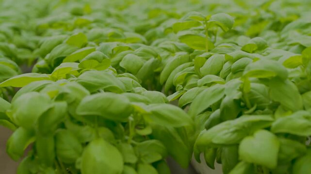 Field of fresh green basil plants growing in a greenhouse