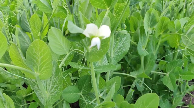 White pea flower blooming among green pea leaves, close-up