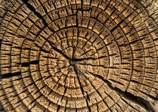 Macro view of concentric rings and cracks on a weathered wooden log highlighting natural patterns and textures