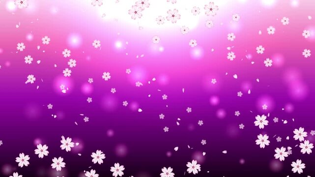 Falling cherry blossom sakura flower petals looping animation on glowing pink purple background