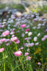 Fototapeta premium Everlasting flowers swaying in the wind Kings Park Perth botanic gardens spring