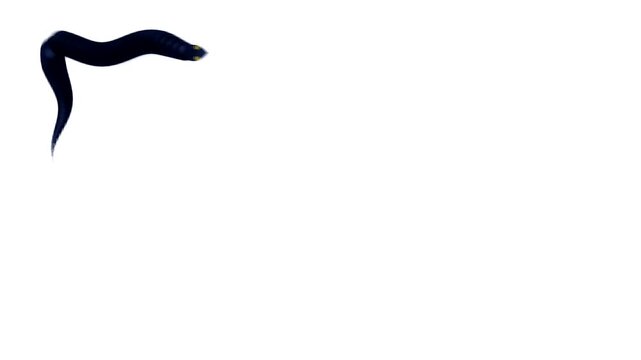 Dark eels swimming and wriggling against a plain white background