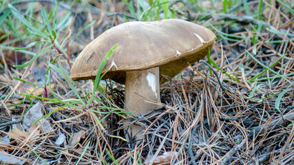 mushroom in the grass © lazalnik
