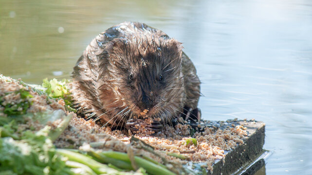 A muskrat is sitting on the feeder.