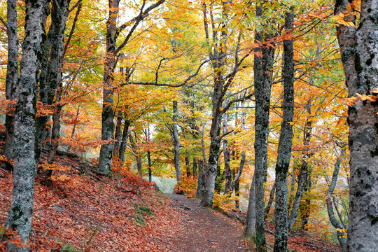 Autumnal views of the Tejera Negra beech forest in Guadalajara, Castilla-La Mancha, Spain