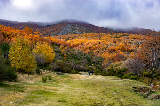 Autumnal views of the Tejera Negra beech forest in Guadalajara, Castilla-La Mancha, Spain