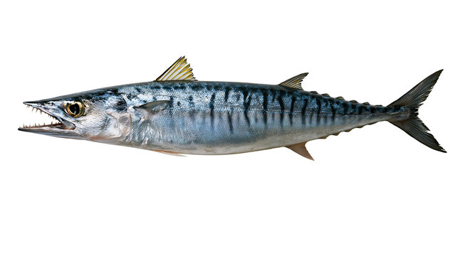 Narrow-barred Spanish mackerel with sharp teeth and silver striped scales