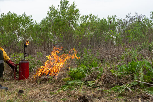 Operator using a red torch to ignite controlled fire in rural grassland