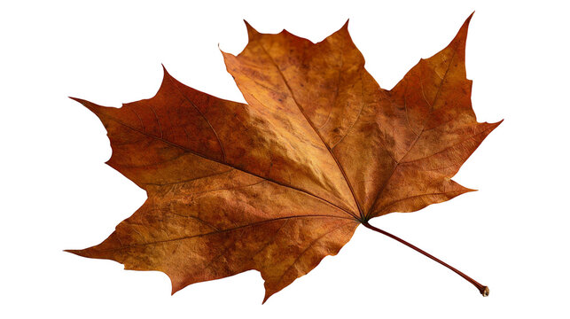 Dried brown maple leaf with textured veins and sharp pointed lobes
