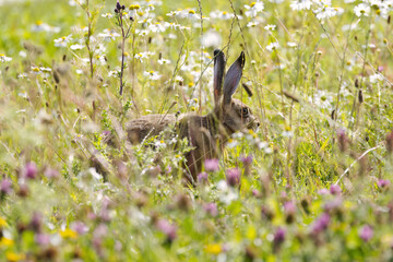 A cute mountain hare sniffing at wildflowers  a mountain hare surrounded by purple blossoms in a wildflower meadow  a mountain hare with big ears, a rodent basking in the sunshine  Leporidae © Rebecca