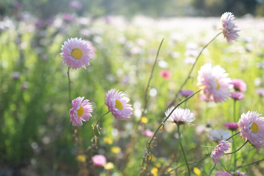 Everlasting flowers swaying in the wind Kings Park Perth botanic gardens spring