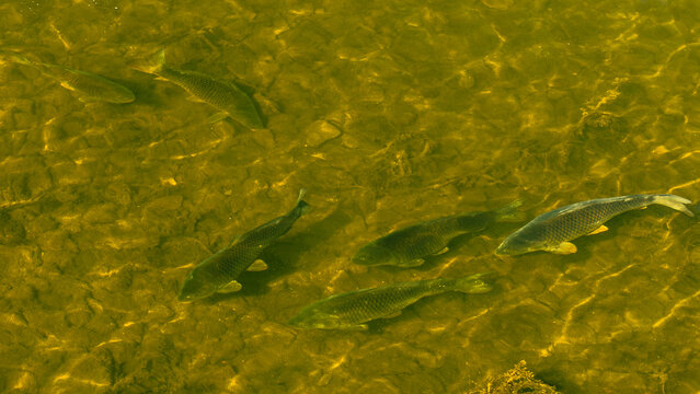 Several fish swimming through shallow sunlit water with rippled reflections, green aquatic tones, and a textured natural surface viewed from above in a freshwater scene