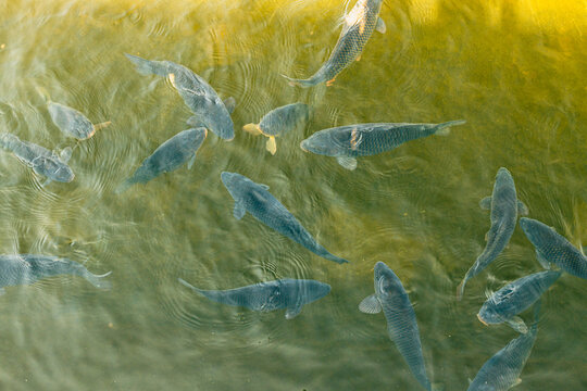 Top view of blue gray fish swimming through rippling green water with sunlight reflections and overlapping aquatic shapes in a natural pond setting