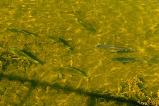 Fish swimming through clear shallow golden water above a rocky streambed with aquatic plants, overhead nature view of freshwater wildlife in a stream