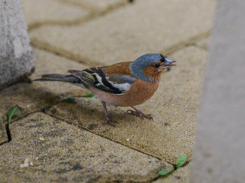 Common chaffinch outdoors on paving stones.