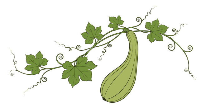 Hand drawn illustration of a fresh green marrow squash hanging on a vine with leaves and curling tendrils.