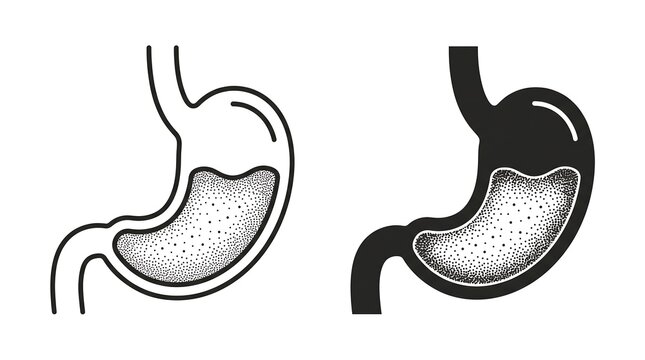 Human stomach outline and solid silhouette icons, digestive system anatomy illustration set, internal organ medical graphics for health and biology