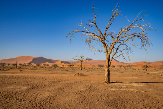 Dead trees at Sossusvlei in the Namib Naukluft National Park, Namibia, Africa