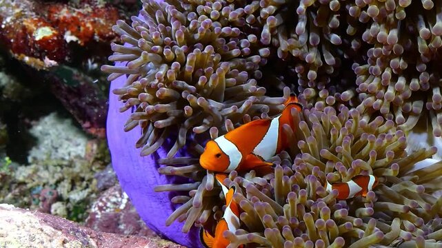Clownfish swimming among sea anemone tentacles in a coral reef aquarium