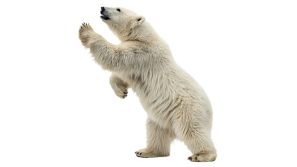 Powerful wild polar bear standing on hind legs arctic wildlife animal isolated on transparent background © Felix