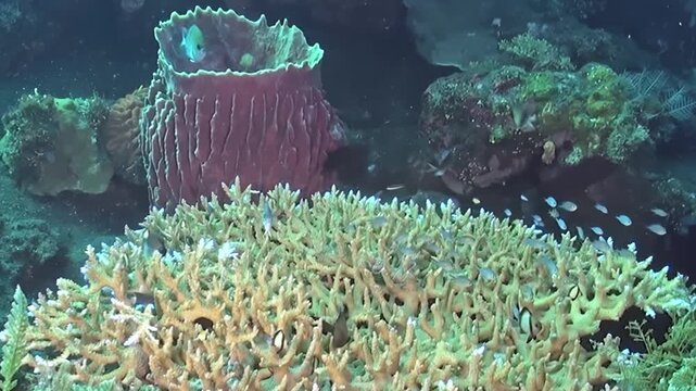 Reef Fish Around Branching Coral and a Large Sponge. The frame combines dense coral branches with a prominent reef sponge and passing fish in clear underwater conditions.