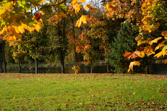 Autumn park landscape with golden leaves, green grass, mature trees, and a peaceful pond surrounded by colorful foliage.