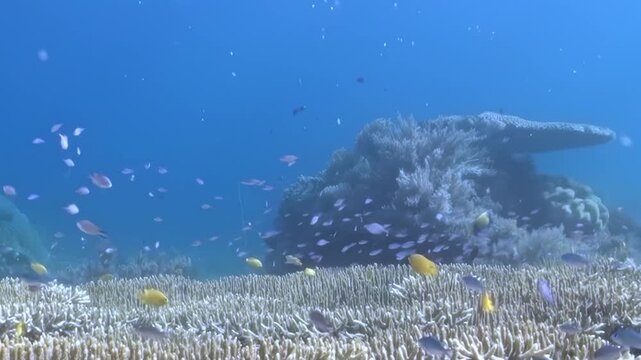 Layered Table Coral Across an Underwater Reef Across the Reef. Layered table-shaped coral colonies extend across the seabed, with passing reef fish adding scale to the habitat.