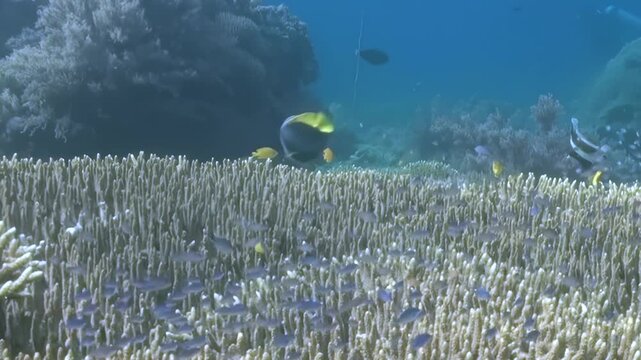 Table Coral Field with Small Reef Fish Underwater Across the Reef. Layered table-shaped coral colonies extend across the seabed, with passing reef fish adding scale to the habitat.