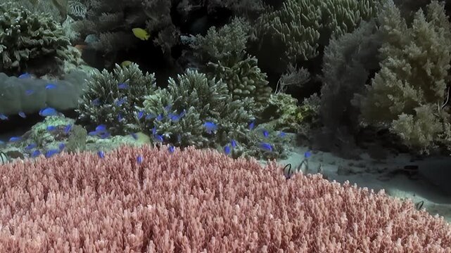 Small Blue Reef Fish Above a Pink Branching Coral Colony. The broad pink coral colony fills the frame while small blue reef fish pass over the tightly packed branches.