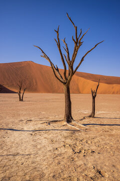 Ancient dead trees at Deadvlei, Namib Naukluft National Park, Namibia, Africa